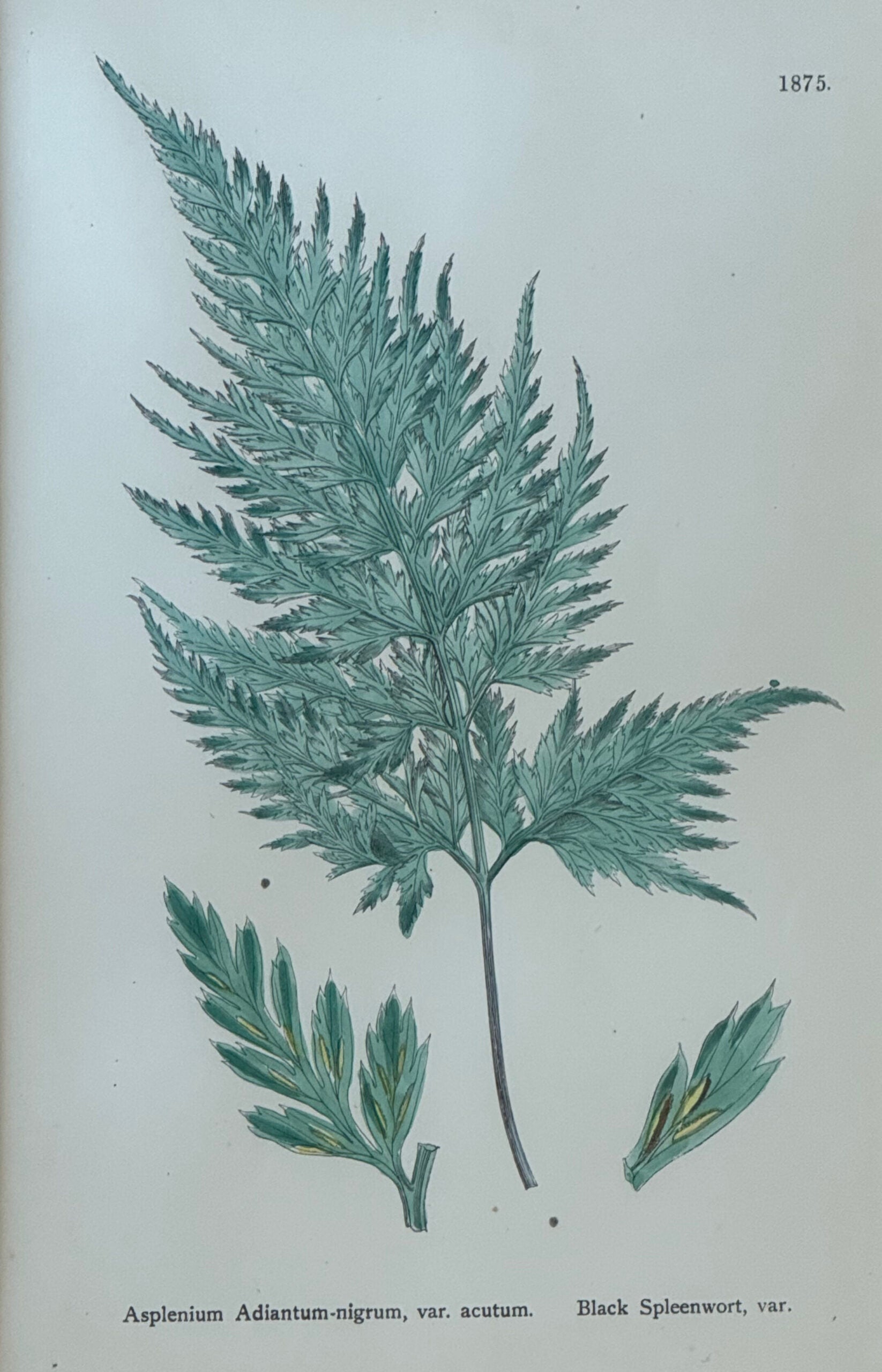 Lámina botánica antigua enmarcada (1886)
