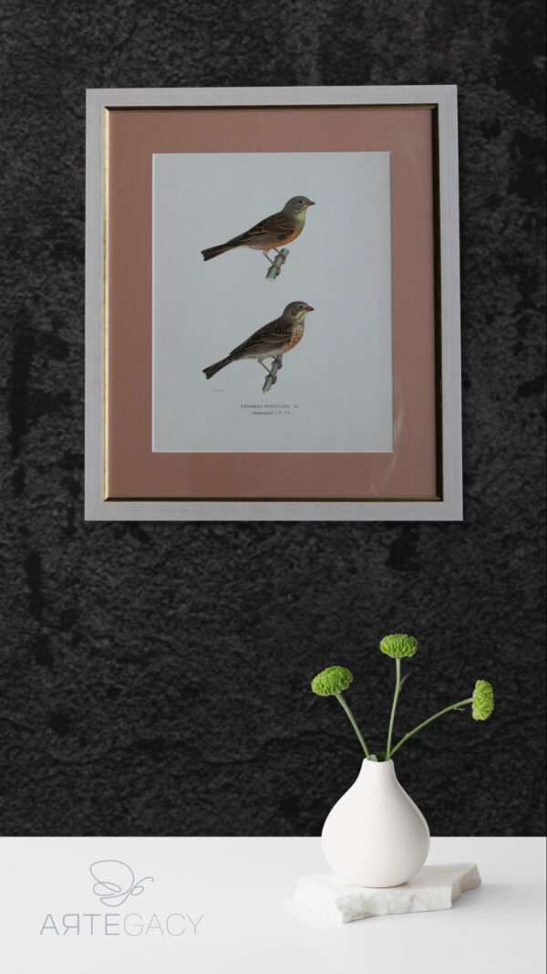 Grabado Litográfico Original de Aves Suecas (Emberiza Hortulana) - 1920 - Imagen 6